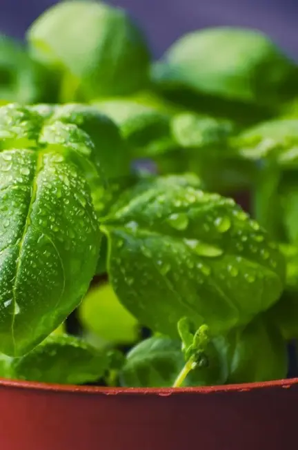 Kan jeg låse mine planter fast på min planterullevogn?